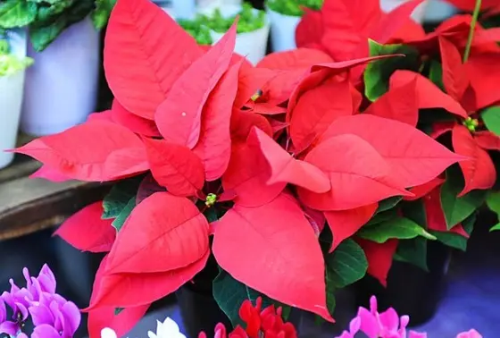 ポインセチア
