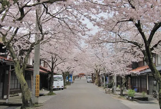 がいせん桜の延命治療