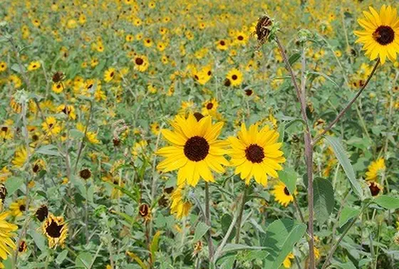 お花畑でも癒されます！