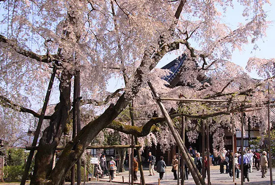 三宝院の桜