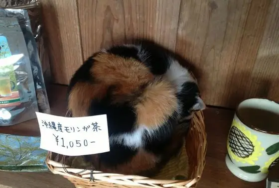 看板ネコさん