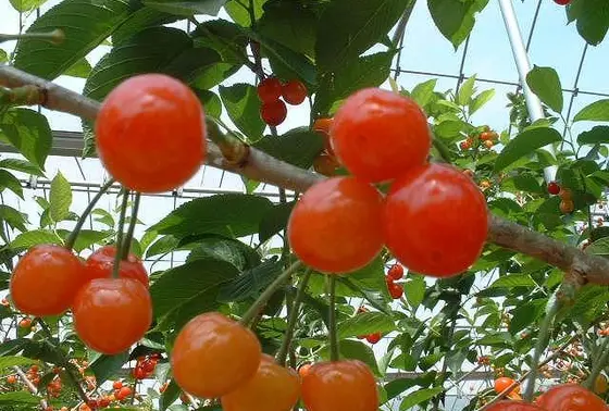 味覚狩り🍎