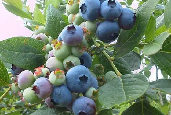 ブルーベリー狩り