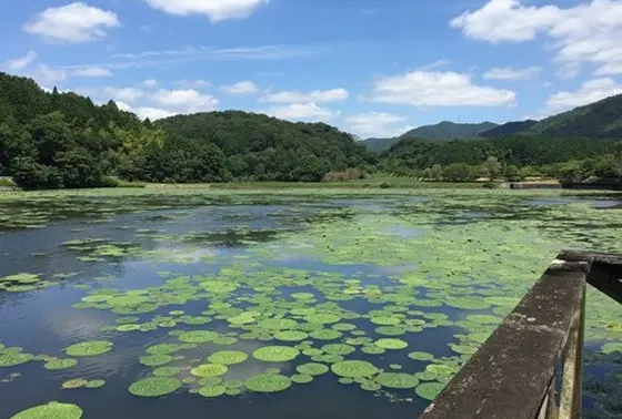バードウオッチングも楽しめる！