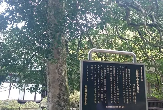 これは指定天然記念物ではなかったと思う