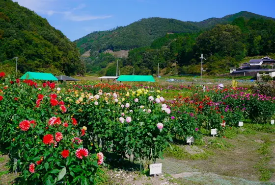 黒川ダリヤ園の広さ