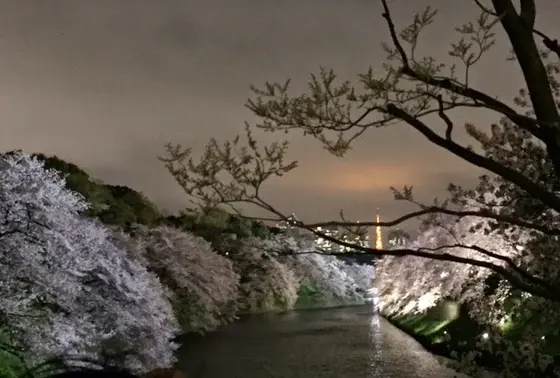 夜は絵巻物のよう。
