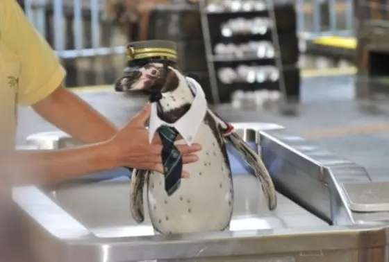 ペンギン駅長