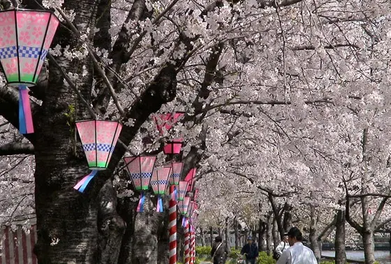 埋もれそうなくらい桜に包まれる！