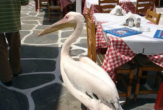 マスコットのペリカン