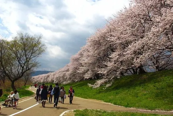 菜の花とのコントラストが美しい🌸