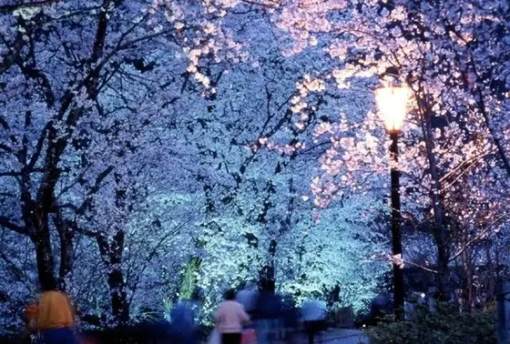 夜桜