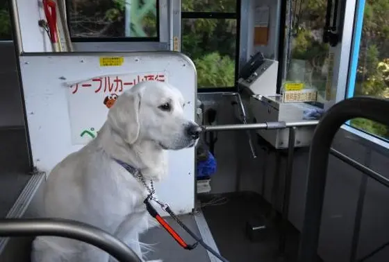 ペットの席は一番後ろ。