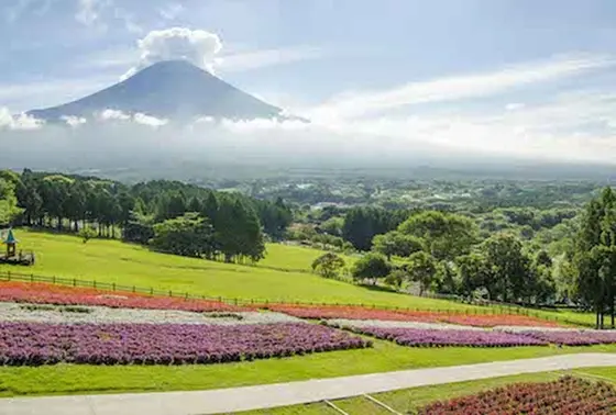 夏～秋はサンパチェンス一万株