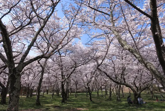 これぞ桜の楽園！？