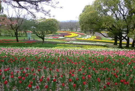チューリップの花園