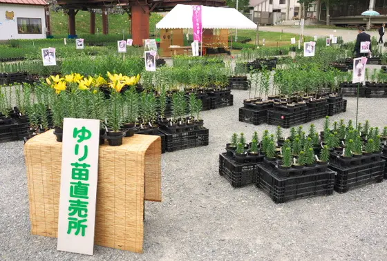 ゆり苗直売所