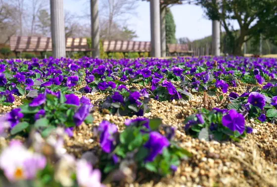 園内はお花がいっぱい