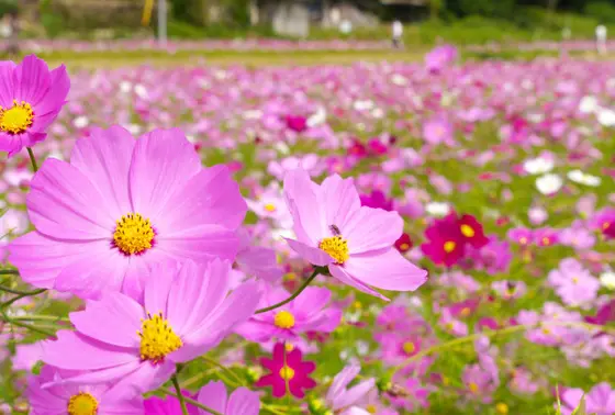 沢山の種類のコスモス