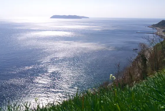 海岸の絶壁に咲く水仙