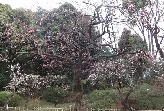 公園の中心付近は梅が見頃です