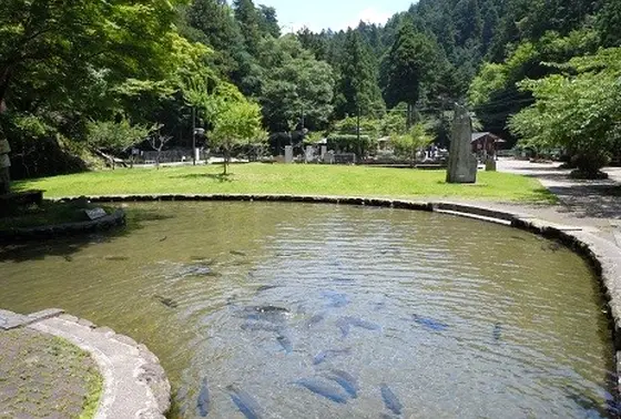 滋賀県「醒井養鱒場」