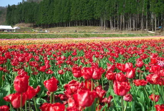 チューリップ畑がすごく広い