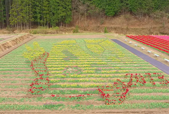 チューリップ祭りでも玄さん