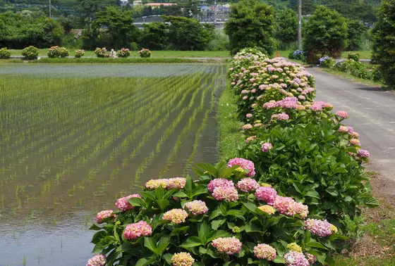 開成町あじさいまつりの鉄板構図はコレ～♪