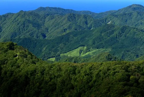 白神山地
