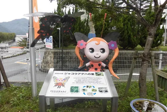 シャコウアゲハ