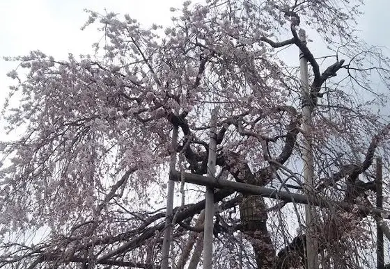 その②お寺の再建時に記念樹として植えられた説