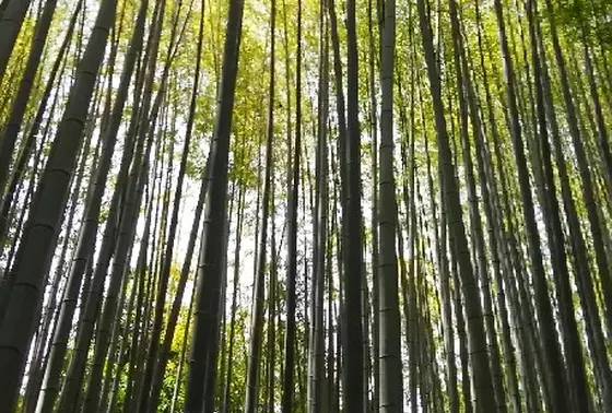 すがすがしい竹林
