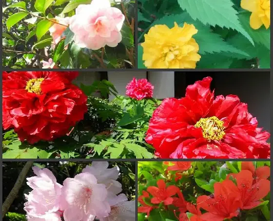 百花繚乱！