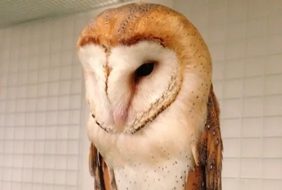 いろんなフクロウがお出迎え