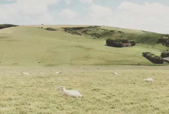 羊がいっぱい！