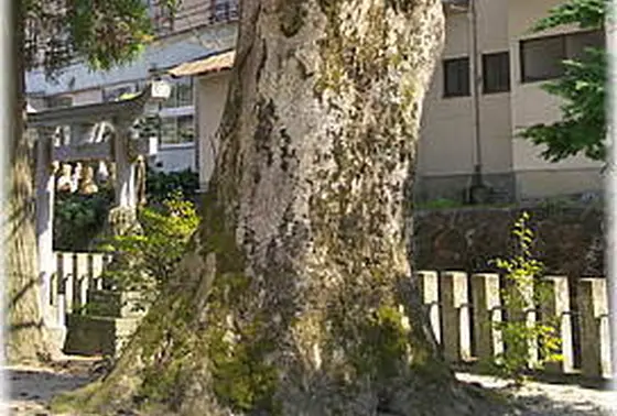 ケヤキの巨木
