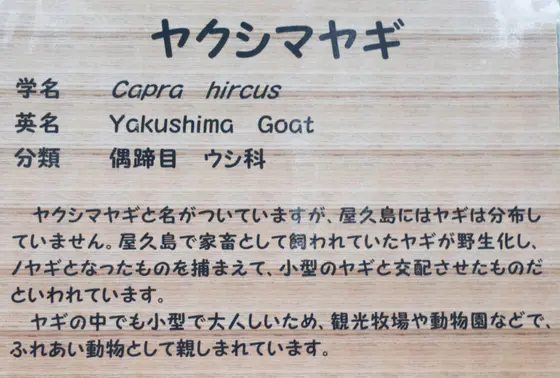 ヤクシマヤギ