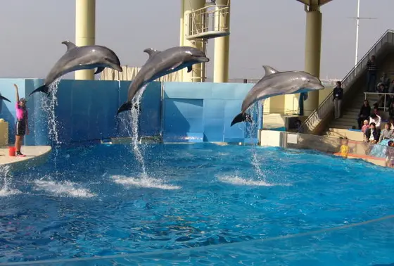 イルカ、アシカたちのパフォーマンス