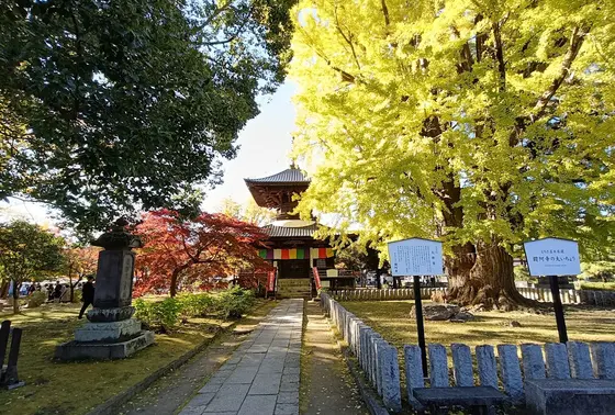 秋の紅葉の時期は見もの。是非お越しください。