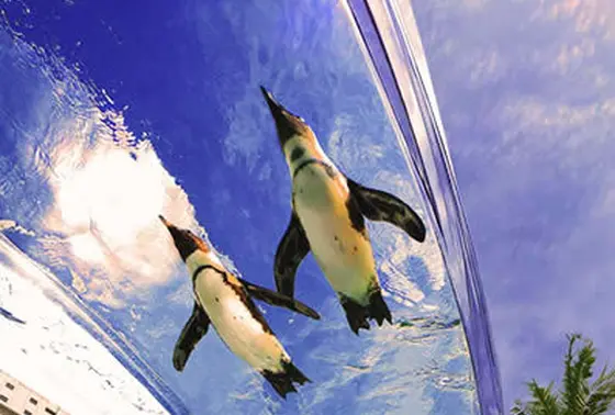 飽きさせない水族館！