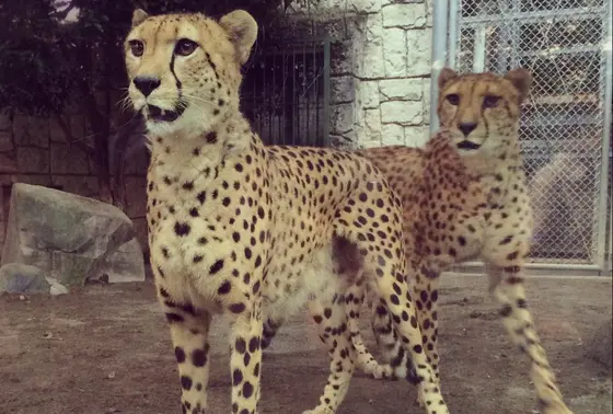 チーター舎