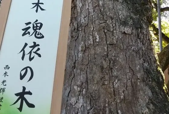 魂依（たまより）の木
