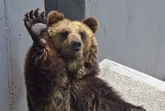 クマをもっと知りたい！