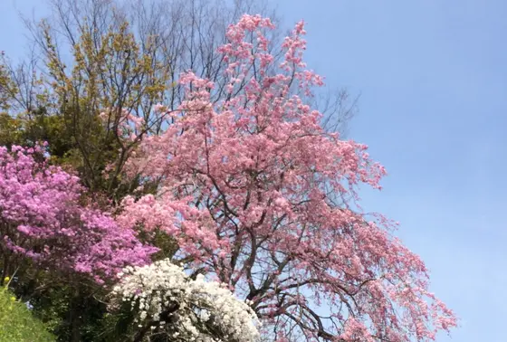 春には綺麗な桜も