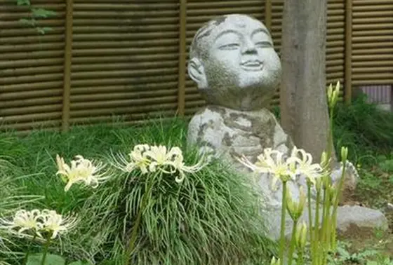 白い彼岸花が咲きます