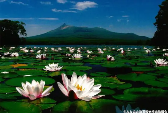 蓮と湖と山