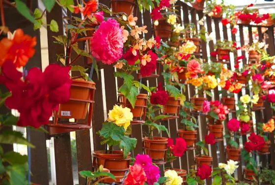 温室も花がいっぱい