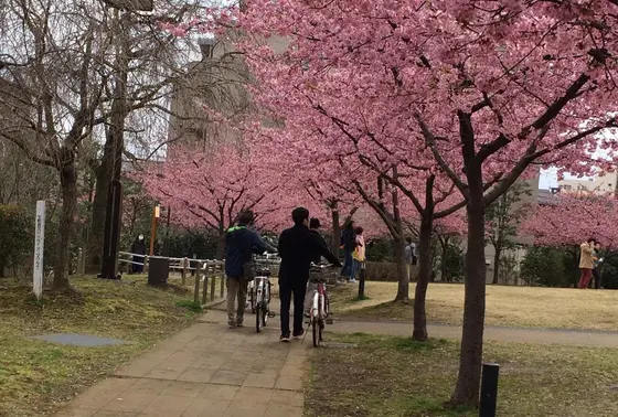 河津桜が満開！