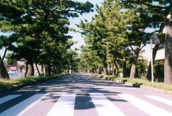 松並木